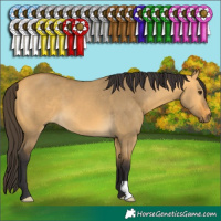 Horse Color:Buckskin Dun