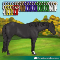 Horse Color:Smoky Black 