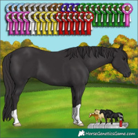 Horse Color:Smoky Black 