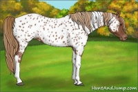 Horse Color:Chestnut Tobiano Appaloosa 