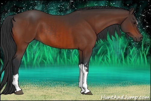 Horse Color:Bay and Bay