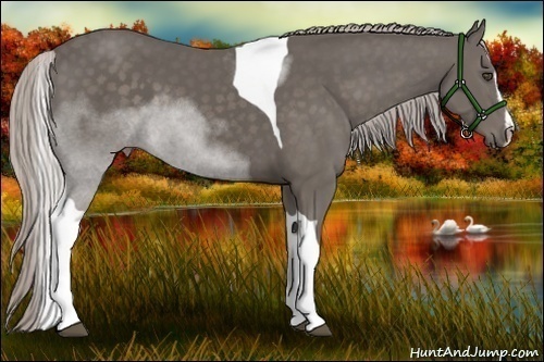 Horse Color:Silver Black Sabino Tobiano 