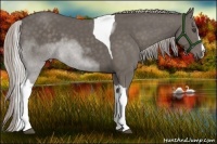 Horse Color:Silver Black Sabino Tobiano