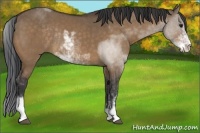 Horse Color:Bay Dun Sabino Rabicano