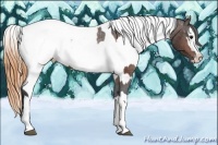 Horse Color:Brown Appaloosa Rabicano and Buckskin Appaloosa Rabicano