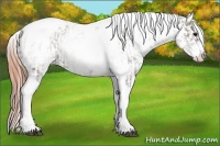 Horse Color:White Spotted Grullo Tobiano Appaloosa Rabicano and White Spotted Classic Champagne Dun Tobiano Appaloosa Rabicano