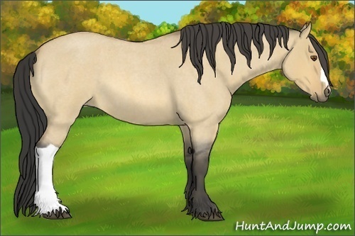 Horse Color:Buckskin Roan Dun 