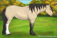 Horse Color:Buckskin Roan Dun