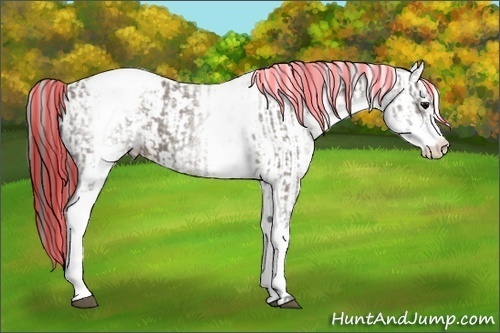Horse Color:Painted White Spotted Grullo Appaloosa Rabicano  and Painted White Spotted Grullo Appaloosa Rabicano 