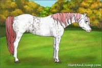 Horse Color:Painted White Spotted Grullo Appaloosa Rabicano and Painted White Spotted Grullo Appaloosa Rabicano