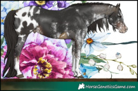 Horse Color:White Spotted Buckskin Tobiano Appaloosa  and White Spotted Liver Chestnut Tobiano Appaloosa 