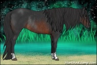 Horse Color:Brown Rabicano and Brown Rabicano