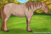 Horse Color:Red Roan 