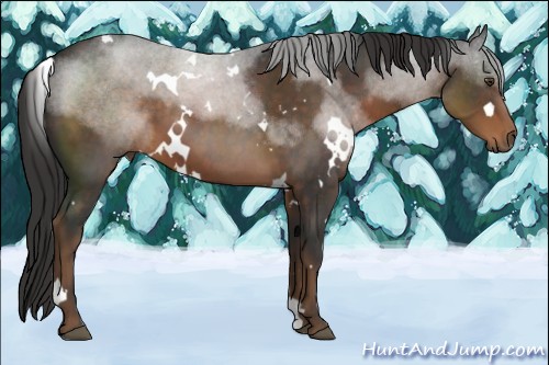 Horse Color:White Spotted Liver Chestnut 