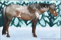Horse Color:White Spotted Liver Chestnut 