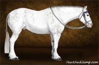 Horse Color:White Spotted Grullo Appaloosa Rabicano and White Spotted Grullo Splash Appaloosa Rabicano