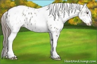 Horse Color:White Spotted Grullo Snowcap Rabicano and White Spotted Grullo Blanket Rabicano