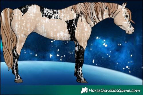 Horse Color:White Spotted Grullo Varnish Rabicano and Grullo Snowdrop Pearl Tobiano Rabicano