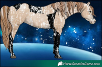 Horse Color:White Spotted Grullo Appaloosa Rabicano and Grullo Pearl Tobiano Rabicano