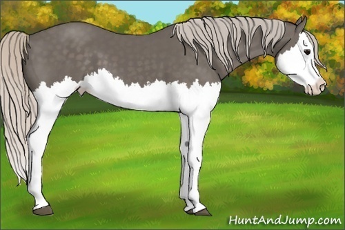Horse Color:Silver Black Splash 