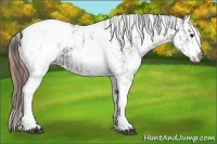 Horse Color:White Spotted Grullo Appaloosa Rabicano  and White Spotted Grullo Appaloosa Rabicano 