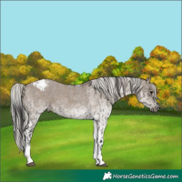 Horse Color:Gray White Spotted Grullo Roan Appaloosa Rabicano  and White Spotted Silver Grullo Tobiano Appaloosa Rabicano 