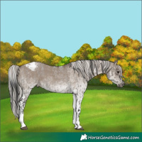 Horse Color:Gray White Spotted Grullo Roan Varnish Rabicano and White Spotted Silver Grullo Tobiano Varnish Rabicano