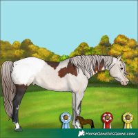 Horse Color:Brown Sabino Appaloosa Rabicano and Brown Dun Sabino Appaloosa Rabicano
