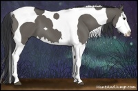 Horse Color:Grullo Splash Tobiano