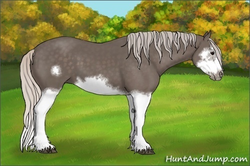Horse Color:Silver Black Splash Frame