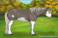 Horse Color:Silver Black Splash Frame 