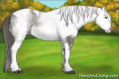 Horse Color:White Spotted Grullo Appaloosa Rabicano  and White Spotted Grullo Appaloosa Rabicano 