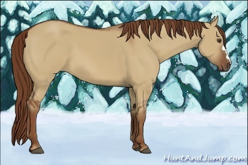 Horse Color:Red Dun