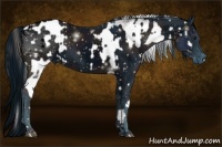 Horse Color:White Spotted Grullo Appaloosa Rabicano and ERROR: UNKNOWN ANOMALY