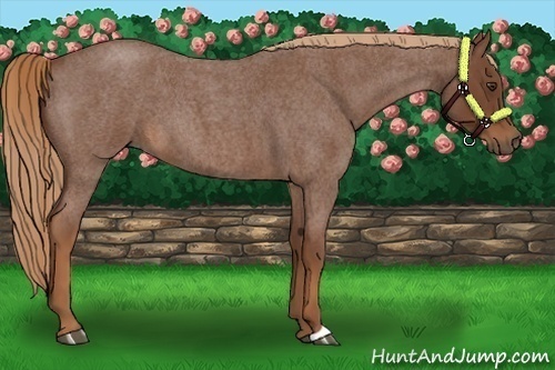 Horse Color:Red Roan 