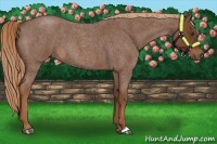 Horse Color:Red Roan 