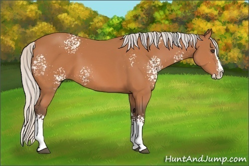 Horse Color:White Spotted Silver Bay Sabino Splash