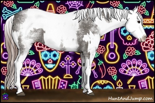 Horse Color:White Spotted Grullo Rabicano and White Spotted Grullo Splash Appaloosa Rabicano