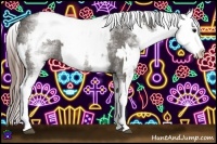 Horse Color:White Spotted Grullo Rabicano  and White Spotted Grullo Splash Appaloosa Rabicano 