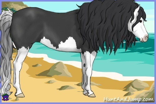 Horse Color:Black Splash