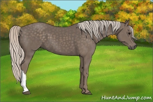Horse Color:Silver Black