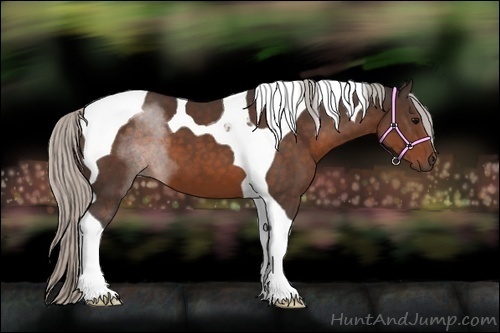 Horse Color:Silver Brown Tobiano 