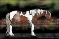 Horse Color:Silver Brown Tobiano 