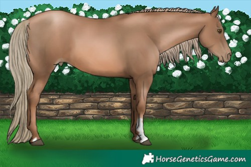 Horse Color:Liver Chestnut Pearl 