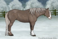 Horse Color:Silver Black Splash