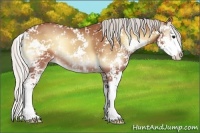 Horse Color:Silver Buckskin Onyx Sabino Splash 
