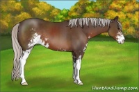 Horse Color:Silver Brown Sabino 