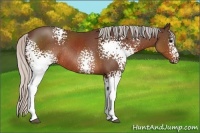 Horse Color:White Spotted Silver Brown Sabino Rabicano