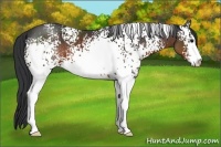 Horse Color:White Spotted Brown Sabino