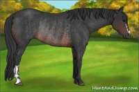 Horse Color:Brown Rabicano and Brown Rabicano